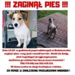 zaginął pies ANDY – plakat (002)